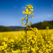 Svær overvægt er komplekst